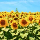 プライバシーポリシー